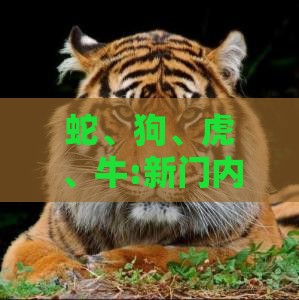 蛇、狗、虎、牛:新门内部资料免费公开与2025新澳正版资科免费资本,预防解答、专家解读解释与落实​-杜绝虚假的假宣传册