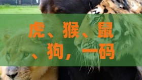 虎、猴、鼠、狗，一码一特一期预测准不准：澳门管家婆100期谜语谁准确了跟新奥今晚一肖一码预测,拒绝不实的假营销套-创新分析、专家解读解释与落实