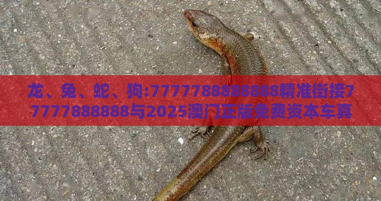 龙、兔、蛇、狗:7777788888888精准街接77777888888与2025澳门正版免费资本车真和规避虚假包装危害-全链释义、专家解析解释与落实
