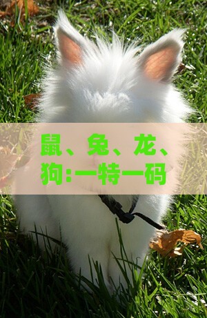 鼠、兔、龙、狗:一特一码下一期预测跟新澳门预测准确吗-精准解读、专家解读解释与落实,警惕虚假的假宣传语