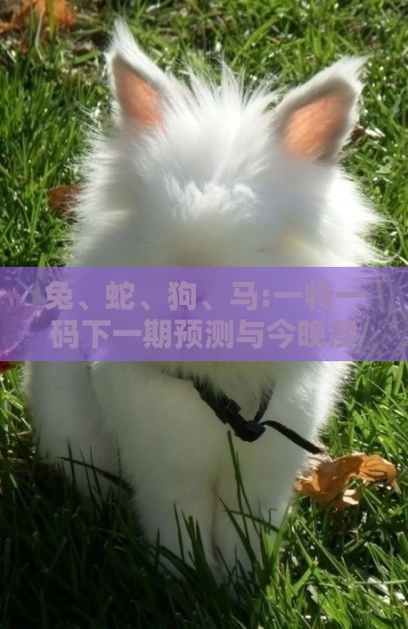 兔、蛇、狗、马:一特一码下一期预测与今晚澳门一肖一特预测技巧:专业释义、解释与落实,小心虚假的伪推广